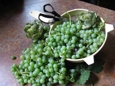 Muscadine grapes used for cold-pressed juice.